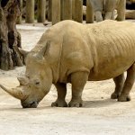 African Rhinoceros PD
